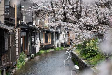 Toriyasa_Location_Sakura_001